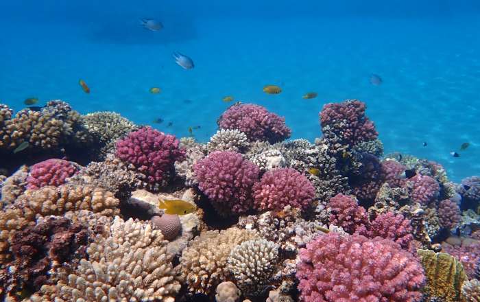 The Stunning Reefs of Hurghada