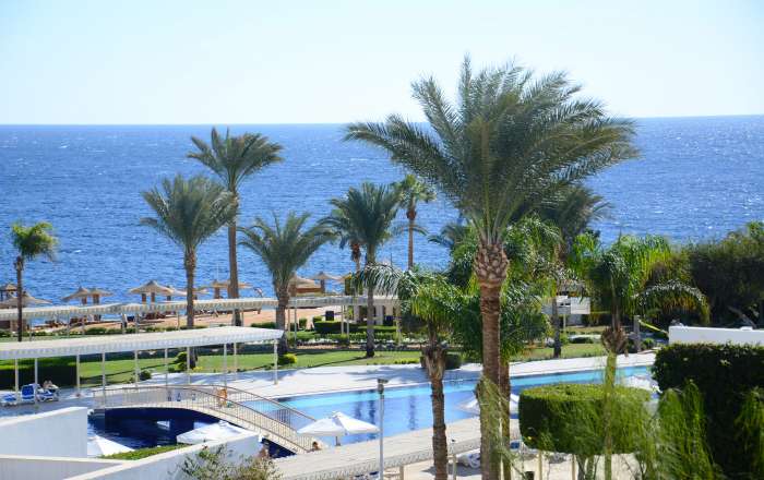 Swaying Palms Offset by The Red Sea