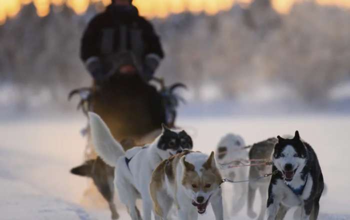 Call of the Wild Husky Safari
