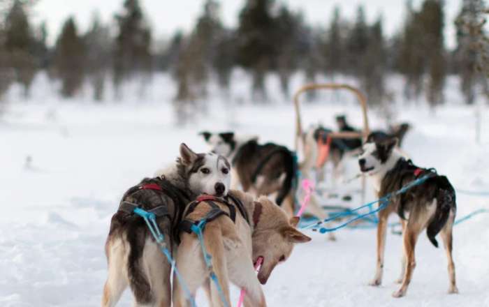 Call of the Wild Husky Safari