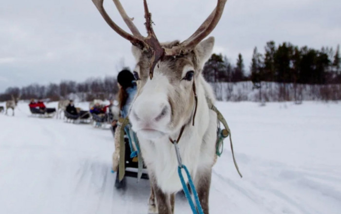 Main image for the offer: Winter Wonderland - Exciting Day Trip to Lapland w/ Huskies, Reindeer, Santa & More!.