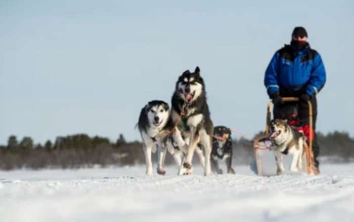 Husky Sledding