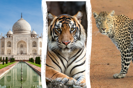 Main image of the hotel Taj, Tigers & Leopards.