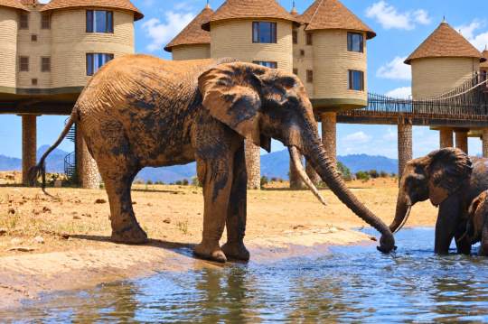 Main image of the hotel Kenya Safari & PrideInn Flamingo Beach Resort.