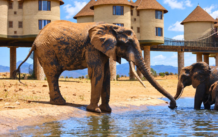 Main image for the offer: ✨New & Exclusive: Kenya Safari Adventure, Beachfront Stay & Mombasa City Tour.