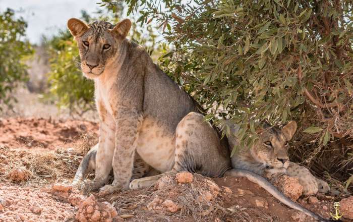 Lioness & Cub at Taita Hills Wildlife Sanctuary