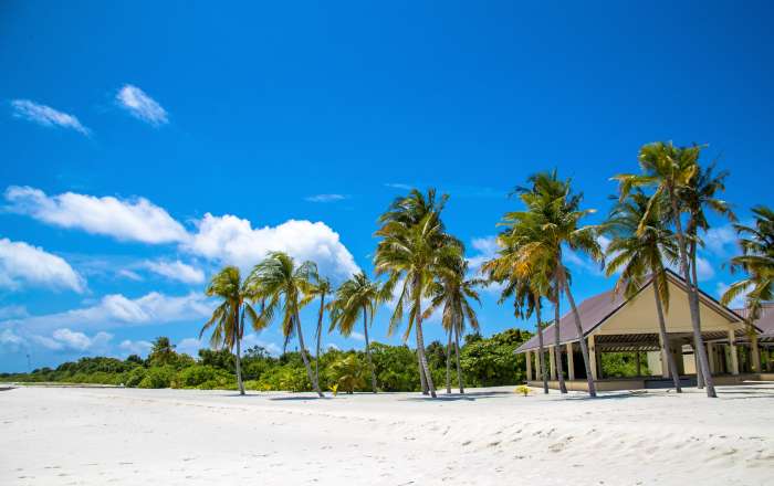 Palm Thronged White Sand Beach
