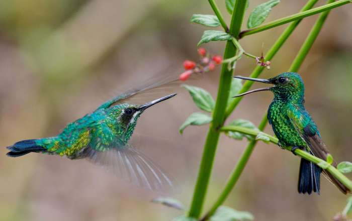 Enjoy Bird-Watching While on Island - Blue Tailed Emeralds