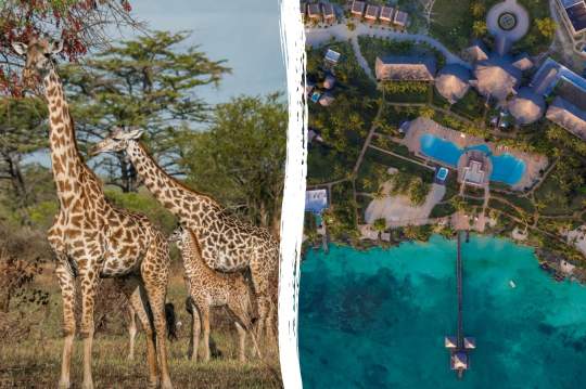 Main image of the hotel Tanzania Safari & Fruit & Spice Wellness Resort.