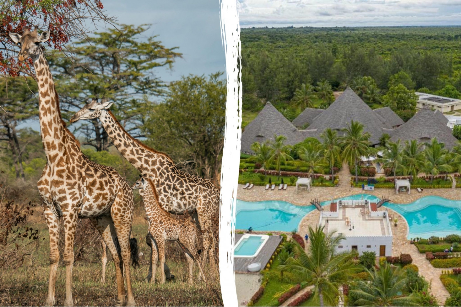 Image depicting an offer : Tanzania Safari & Fruit & Spice Wellness Resort