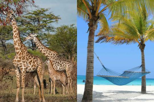 Main image of the hotel Tanzania Safari & Fruit & Spice Wellness Resort.