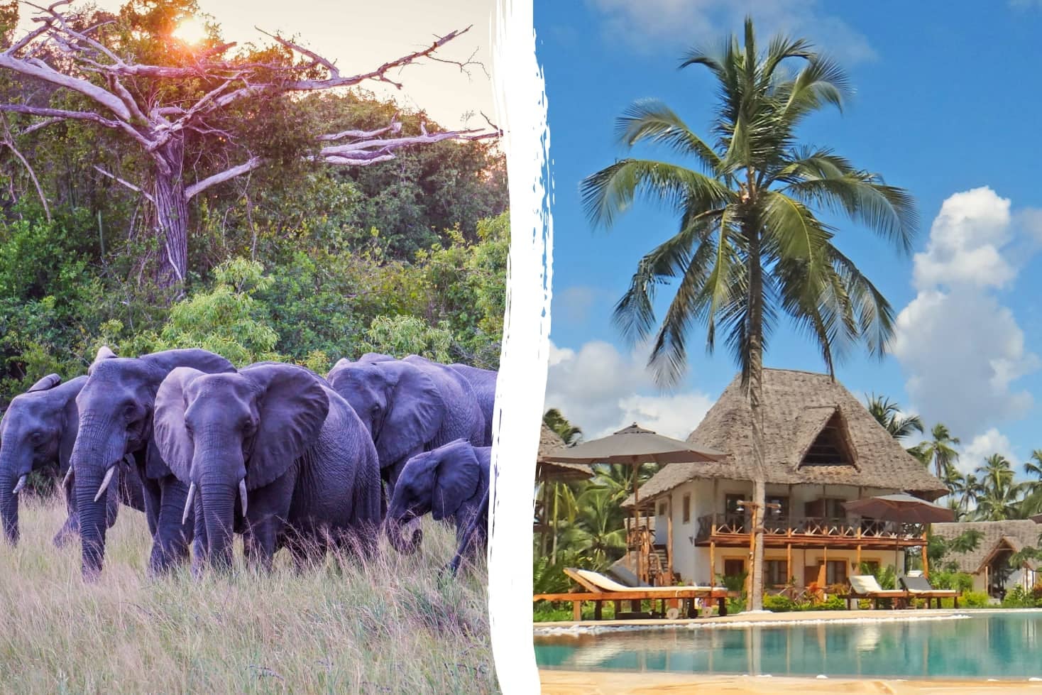 Tanzania Safari + Pongwe Bay Resort