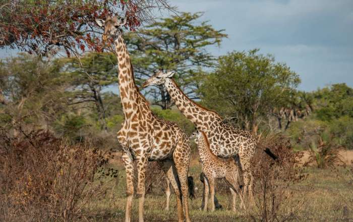 Spot Giraffes on Safari