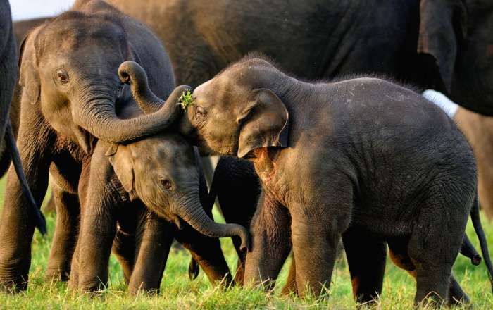 See Elephants at Minneriya Wildlife Reserve