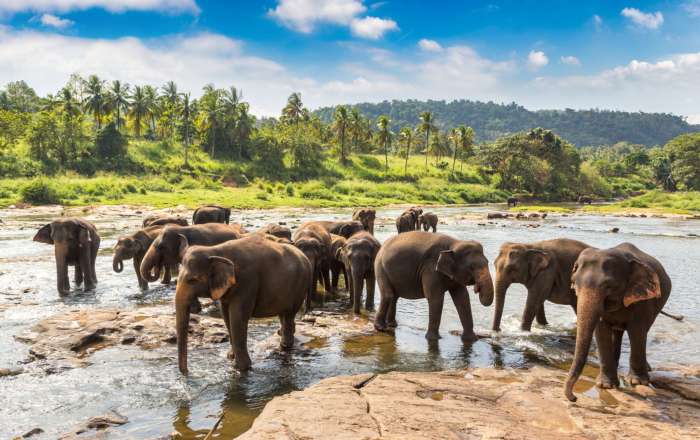 See Elephants at Minneriya Wildlife Reserve